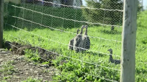 Pintades Stock Footage 21354364