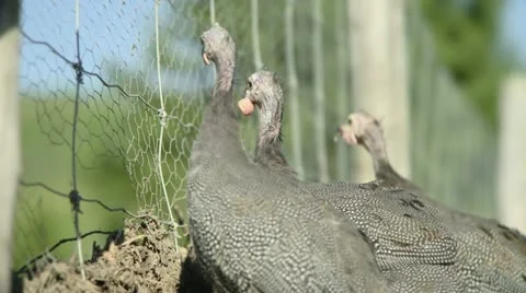 Pintades Stock Footage 21354745