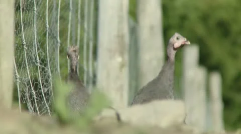 Pintades Stock Footage 21355416