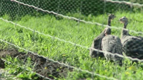 Pintades Stock Footage 21357054