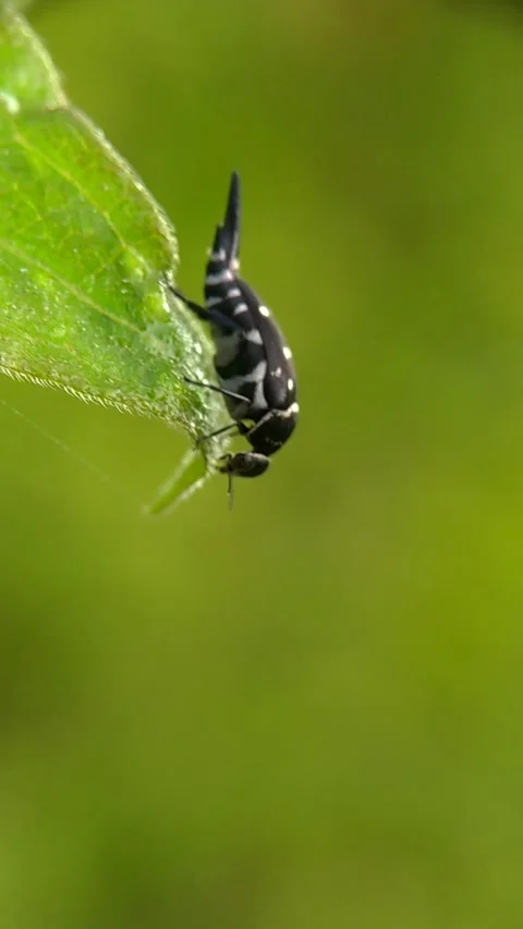 Pintail beetle Stock Footage 209171431