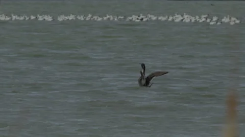 Pintail duck flaps wings in front of raft of snow geese in windy marsh Stock Footage 68085895