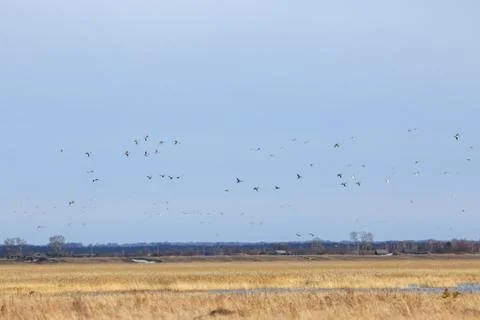 Pintail Duck 写真素材