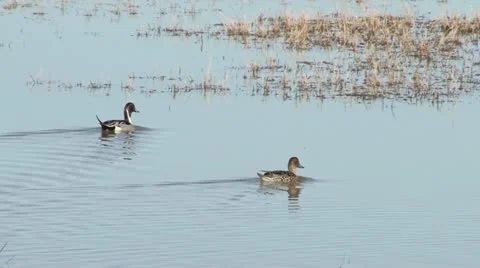 Pintail Ducks Stock Footage 11418417