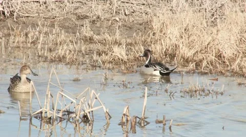 Pintail Ducks Stock Footage 11425908
