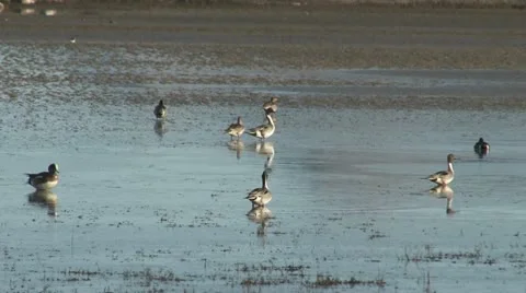 Pintail ducks Stock Footage 22395966