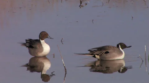 Pintail Ducks preening at Bosque del Apache National Wildlife refuge Stock Footage 38278847