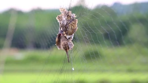 Pintail Snipe  caught in a trap Video stock 252996107