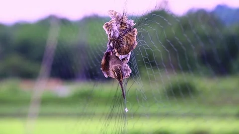 Pintail Snipe Video stock 255828575