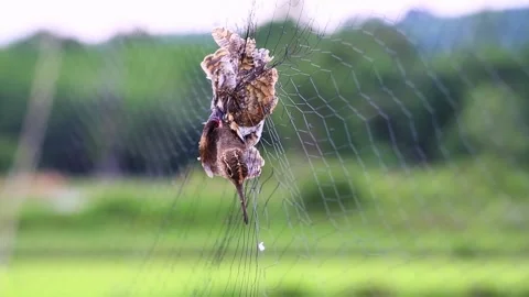 Pintail Snipe Video stock 255828588