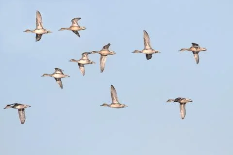 Pintails in flight Stock Photos