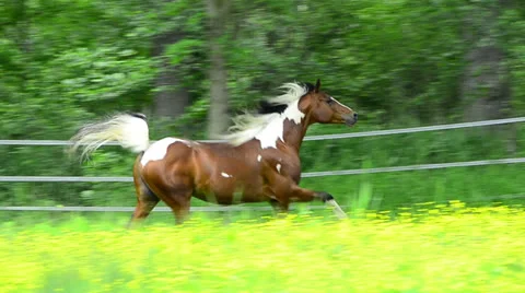 Pinto Arabian galloping on meadow Stock Footage 25297867