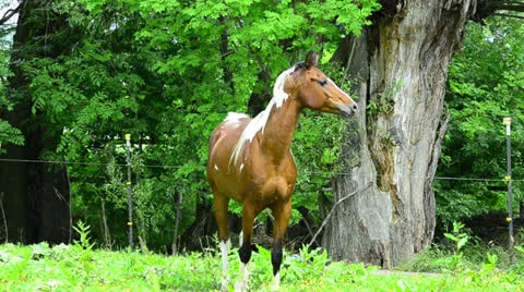 Pinto Arabian galloping on meadow Stockbeeldmateriaal 25572309