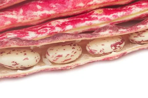 Pinto beans in a close up view on a white background with copy space Stock Photos