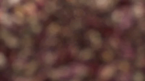 Pinto beans macro focus reveal under water 10bit 120fps Видео 333539032