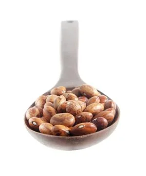 Pinto beans 写真素材