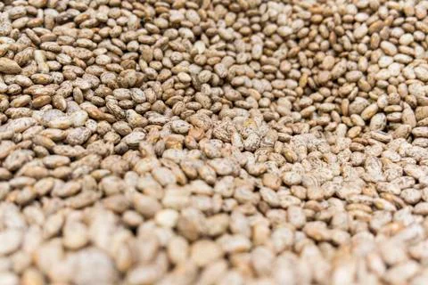 Pinto Beans Stock Photos
