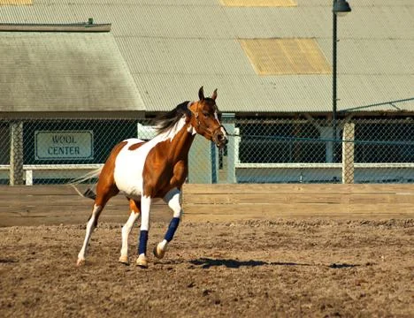 Pinto being exercised Stock Photos