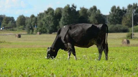 Pinto cow Stock Footage 54047511