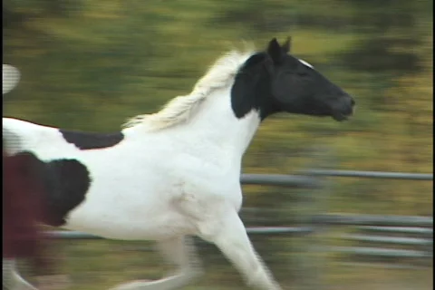 Pinto horse Stock Footage 147499