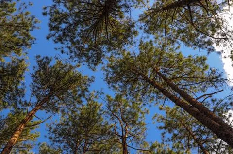 Pinus on blue sky Stock Photos