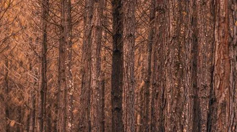 Pinus elliottii forest closeup Stock Photos