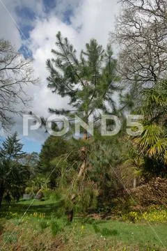Pinus greggii (Gregg's Pine) Rosemoor,Devon-26 Feb 2021-5 Stock Photos