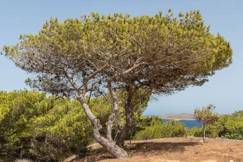 Pinus Halepensis, Aleppo pine Stock Photos