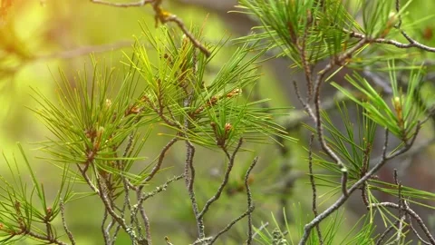Pinus halepensis, commonly known as Aleppo pine, Jerusalem pine, is pine nati Stock Footage 187134017