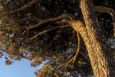 Pinus halepensis tree from under perspective Stock Photos