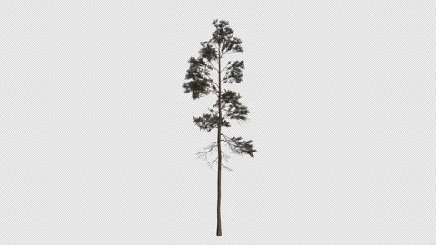 Pinus Jeffreyi Tree blowing in the wind. Alpha Channel. Loop Animation Stock Footage 316207074