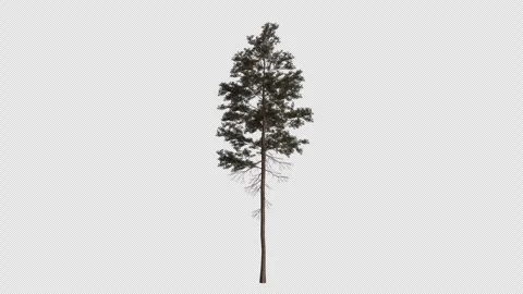 Pinus Jeffreyi Tree blowing in the wind. Alpha Channel. Loop Animation Stock Footage 316207179