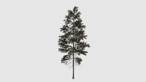 Pinus Jeffreyi Tree blowing in the wind. Alpha Channel. Loop Animation Stock Footage 316207260