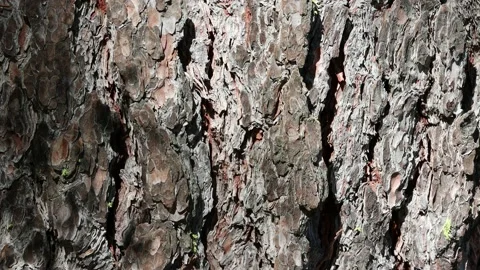 PINUS LAMBERTIANA BARK Stock Footage 211425778