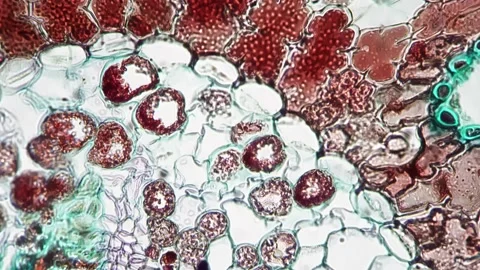 Pinus leaf in cross cut filmed under microscope with 400x times magnification Stock Footage 220601258
