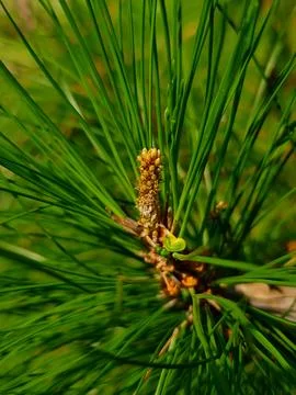 Pinus merkusii Stock Photos