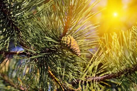 Pinus mugo backlit Stock Photos