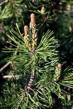 Pinus mugo closeup Stock Photos