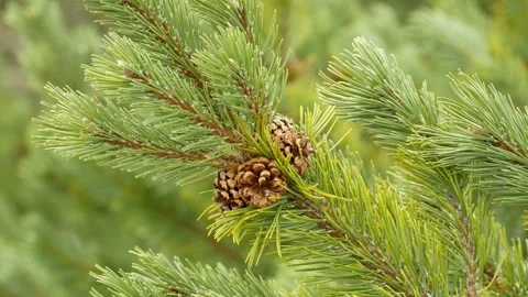 Pinus mugo dwarf mountain chunk of pine cone meadow scrub swiss bog Stock Footage 336262901