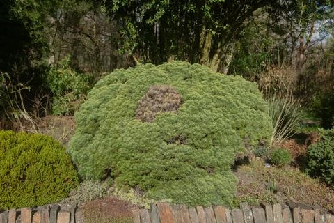 Pinus mugo 'Humpy' (Dwarf Mountain Pine) Rosemoor,Devon-26 Feb 2021-4 Stock Photos