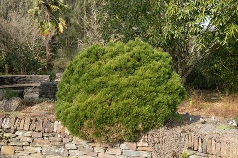 Pinus mugo 'Humpy' (Dwarf Mountain Pine) Rosemoor,Devon-9 Mar 2021-3 Stock Photos