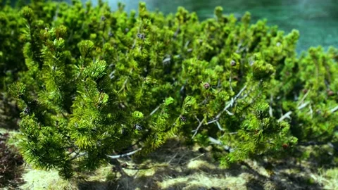 Pinus mugo, known as creeping pine, dwarf mountainpine, mugo pine, mountain p Stock Footage 117462147