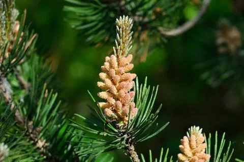 Pinus mugo. Natural background Stock Photos