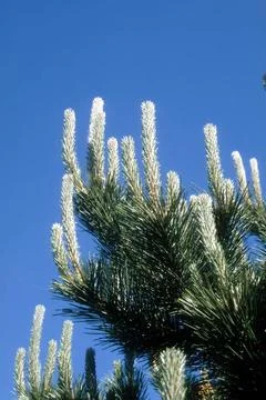  Pinus nigra, Schwarzkiefer, Black Pine Kerzen, junge Triebe Copyright: xZ... Stock Photos