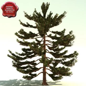Pinus Parviflora (Japanese White Pine) 3D Model
