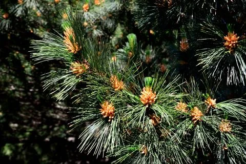 Pinus peuce (macedonian pine) Stock Photos