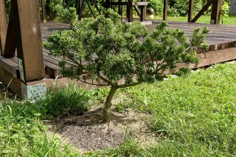 Pinus Stock Photos