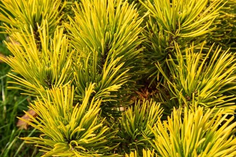 Pinus Stock Photos
