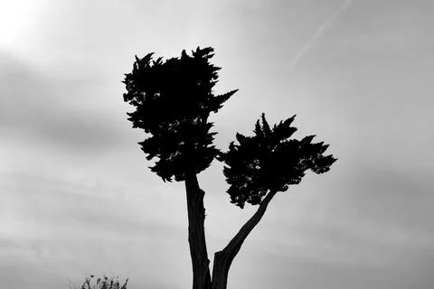 Pinus pinaster. Stock Photos