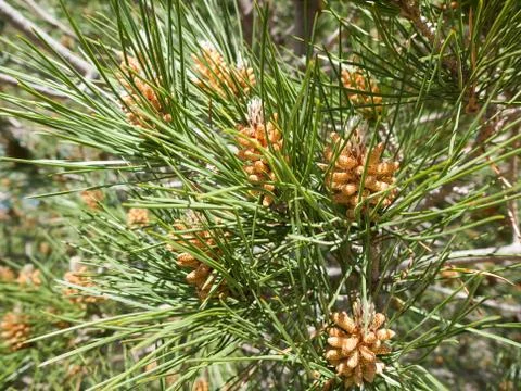 Pinus pinea Foto stock